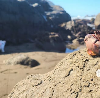 CA Coast - A crab on a rock at the Wilson Creek Beach in Klamath