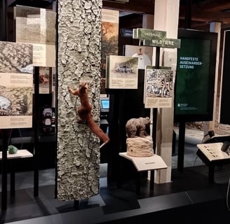 Ausstellung Herrenwies Nationalpark Haus