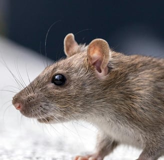Rat, Rats, Rongeur, dératisation paris