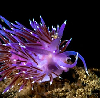 Mollusque nudibranche - Flabelline mauve