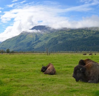 Anchorage, AK - Wood Bison Sanctuary, another giant at over 2,200 pounds