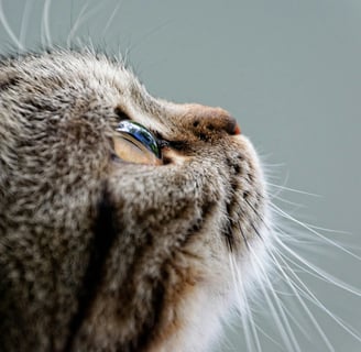 kot-niebieskie-oczy-felv-leczenie