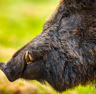 Wild Boar