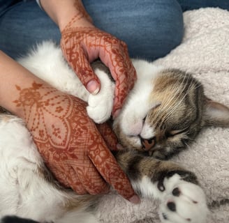 a sleeping tabby cat having his belly and paw pet by a girl with lacy henna designs on her hands