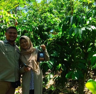 kebun kopi robusta kalimantan barat, ambaawang, desa pasak piang