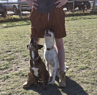 Both the Brown and White and black dog are now sitting at attention between trainers legs