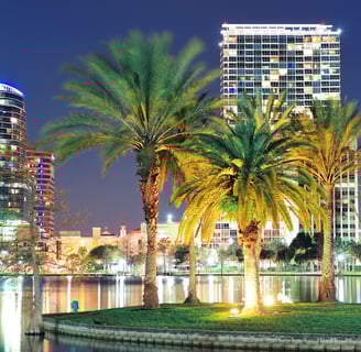 a palm tree in the middle of a city of orlando