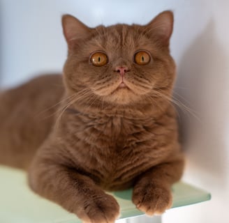 Cinnamon British Shorthair kitten from TICA-registered Georgia cattery