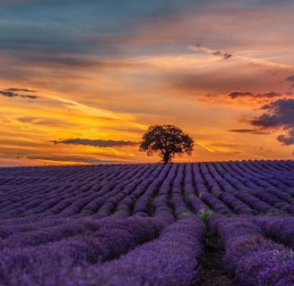a lone tree in a field of lavender flowers