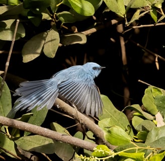 African Blue Flycatcher