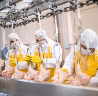 Career Expert Global_Jobs in Chicken Factory_Turkey