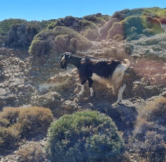 Kreta Ziege