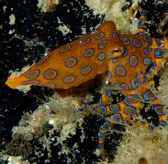 Bluering Octopus | Bogani Explorer