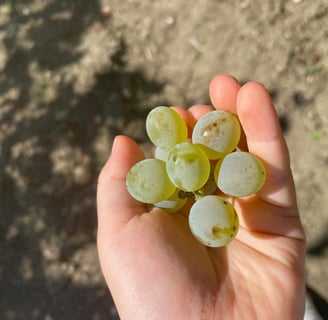 a person holding a bunch of grapes in their hands