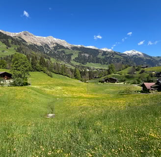 Fields of wildflowers outside of Frutigen