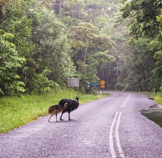 Daintree rainforest