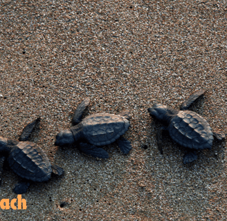 three caretta caretta turtles on İztuzu Beach