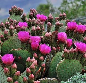 Palm Springs, CA - wild cactus flowers near Tahquitz Canyon trail