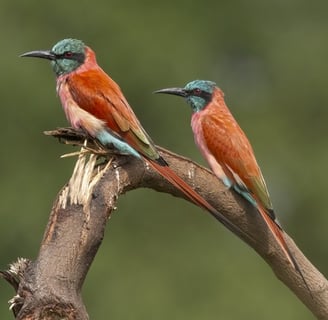 Carmine Bee-eater