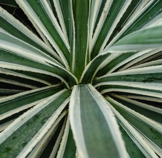 Agave angustifolia Variegata plant