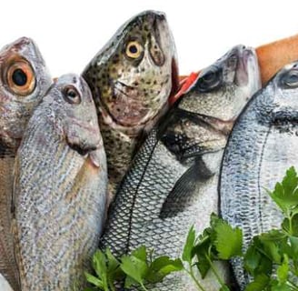 Produits de poisson pour chien