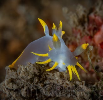 Mollusque nudibranche - Polycéra de cornouaille