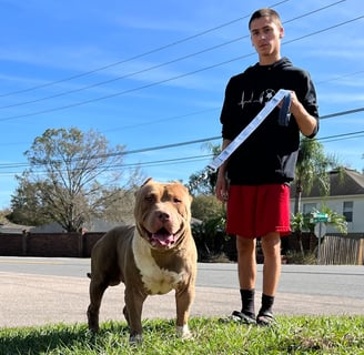 TKK AMENADIEL AMERICAN BULLY