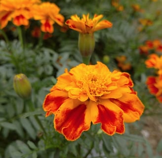 Tagetes Absolute : Tagetes minuta L.   Family :  Asteraceae   Part Used : Flowers  CAS Number :  801