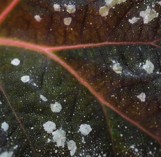 White powdery spots on plant leaf