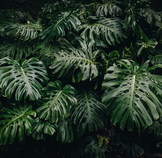 Mature fenestrated Monstera deliciosa leaves with splits, holes and perforations