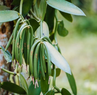the best vanilla supplier