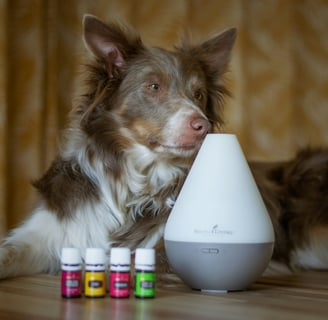 cão deitado ao lado de difusor aromático e óleos essenciais