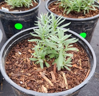 Munstead lavender