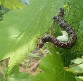 A gray-green inchworm works their way, upside-down, along a silver maple leaf