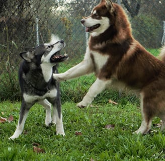 giochi tra maschio e femmina di alaskan malamute