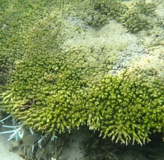 Dead tabular coral with algal overgrowing on its skeleton