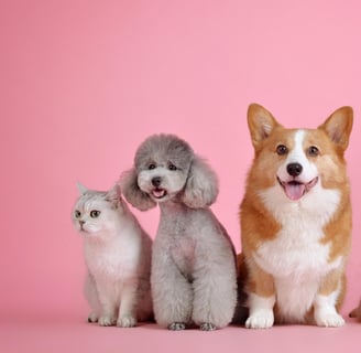 nutrición animal,crecimiento,desarrollo de alimentos para mascotas