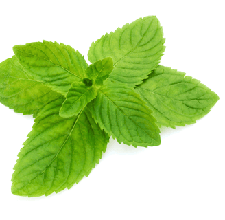 Mentha spp. with vibrant green, rounded leaves and a dense, spreading growth habit.