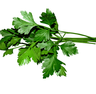 Petroselinum crispum with lush, deeply divided green leaves and delicate serrated edges
