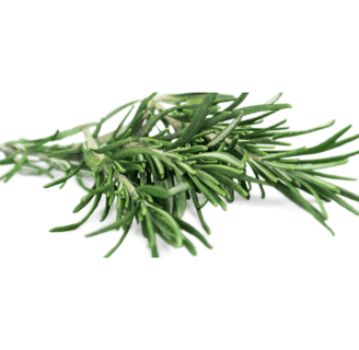 Fresh rosemary sprigs, needle-like, deep green leaves with a slightly curved shape and woody stems
