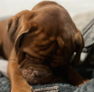 Pumpkin enjoying chewing hid Edgard Cooper Doggy Dental in Cool Mint Oil & Strawberry flavour
