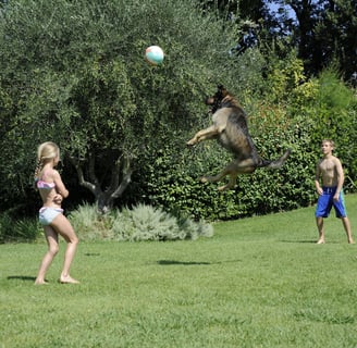 Guss playing volleyball