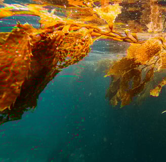 Kelp seaweed, used to make seaweed extract for plants