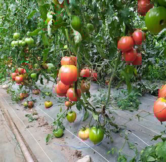 Tomates bio