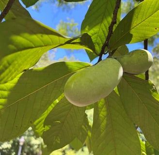 Pawpaw fruit on the branch