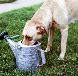 Dog drinking from a watering can