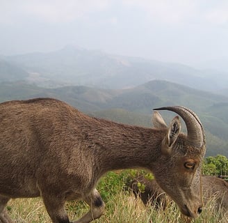 Eravikulam  - Munnar tour package