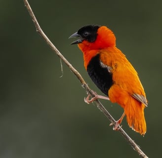 Northern red bishop