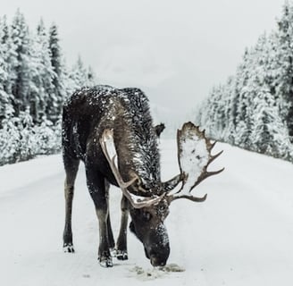 Anchorage, AK - Both the moose & caribou are some of Alaska's giants of the animal kingdom