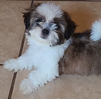 MalShi Maltese MaltiPoo Puppy in Texas